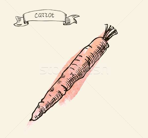 hand drawn vintage illustration of carrot Stock photo © Mamziolzi
