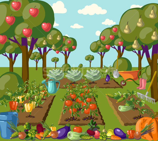 Vintage garden banner with root veggies Stock photo © Mamziolzi