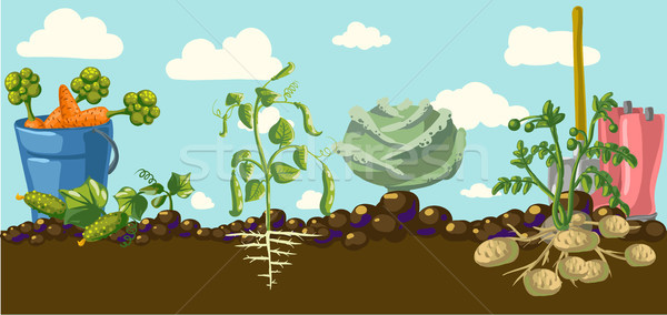 Vintage garden banner with root veggies Stock photo © Mamziolzi