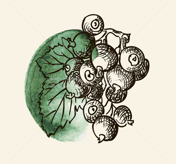 Stock photo: Vector illustration of blackcurrant