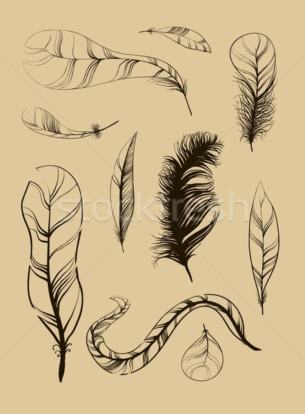 Vector Set of Sketch Plumage Stock photo © Mamziolzi