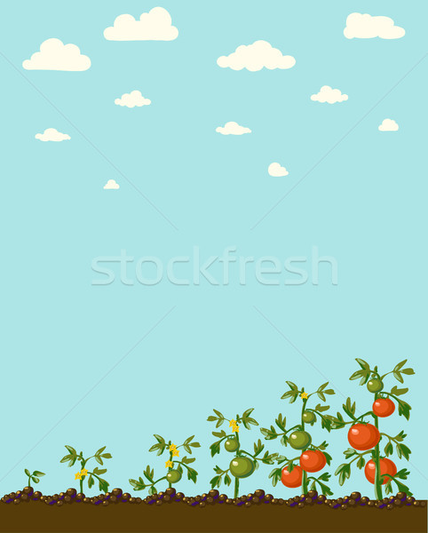 Vintage garden banner with root veggies Stock photo © Mamziolzi