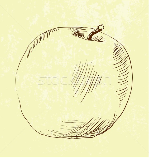 Vecteur dessinés à la main pomme détaillée feuille [[stock_photo]] © Mamziolzi