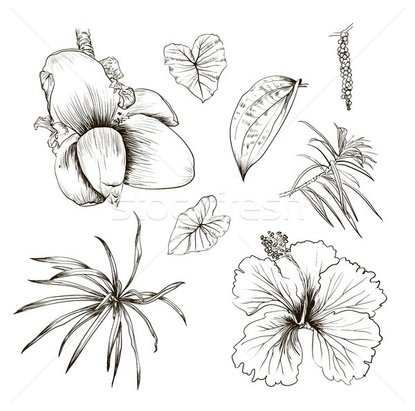 Hand drawn branches and leaves of tropical plants. Palm fronds isolated Stock photo © Mamziolzi