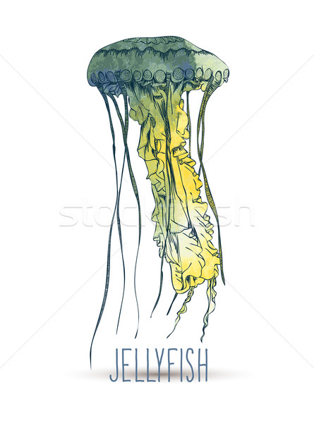 Сток-фото: рисованной · медуз · воды · текстуры · рыбы · аннотация