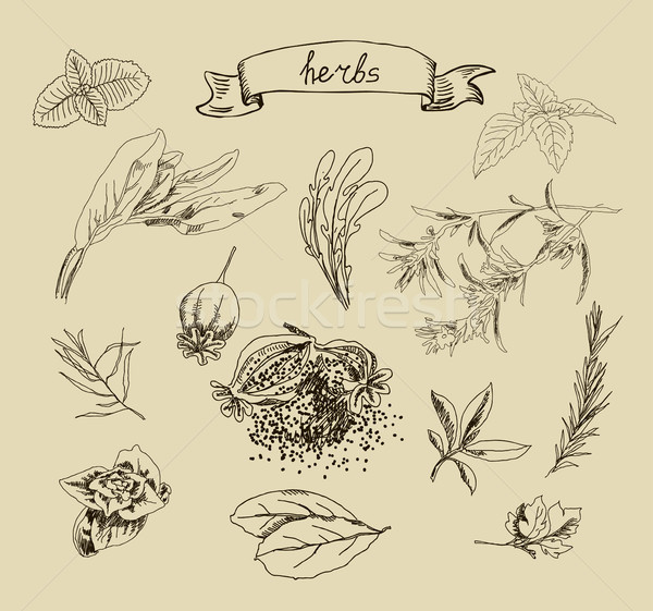 Stock photo: Vector illustration with hand drawn herbs