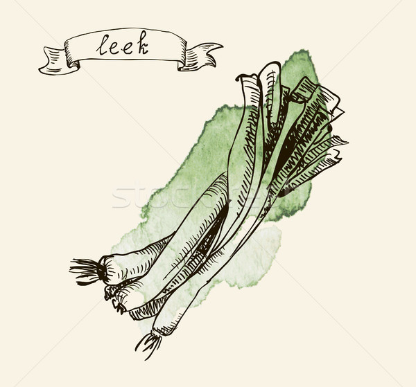 hand drawn vintage illustration of leek Stock photo © Mamziolzi