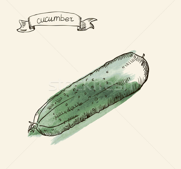 hand drawn vintage illustration of cucumber Stock photo © Mamziolzi