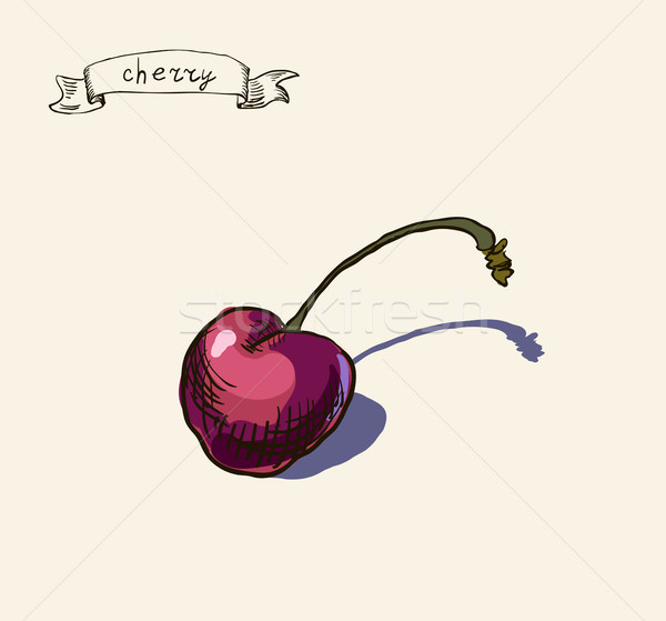 hand drawn vintage illustration of cherry Stock photo © Mamziolzi