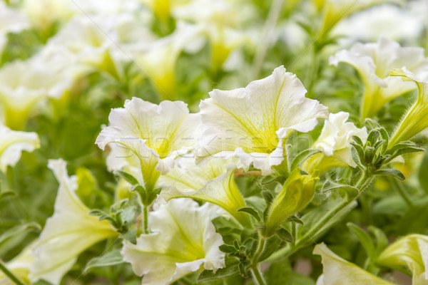 yellow petunia flowers in the garden in spring time Stock photo © manaemedia