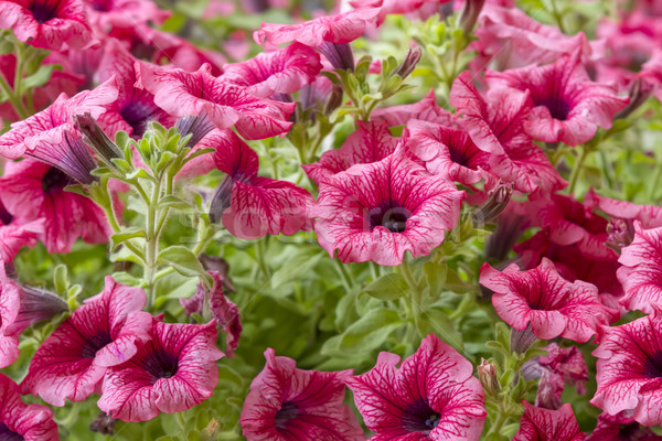 pink petunia flowers in the garden in spring time Stock photo © manaemedia