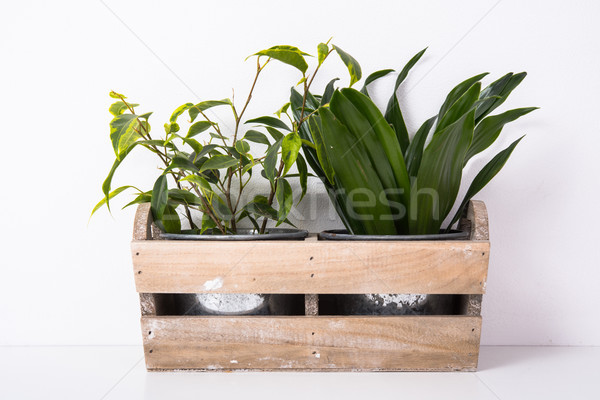 Home green plants in wooden box Stock photo © manera