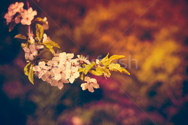Blüte Ast Zweig Aprikose Obstbaum weißen Blüten Stock foto © manera