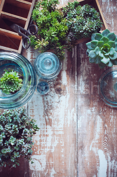 Huis planten groene oude houten vak Stockfoto © manera
