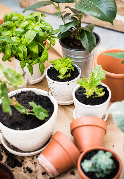 balcony garden  Stock photo © manera