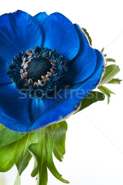 Blue anemone flower Stock photo © manera