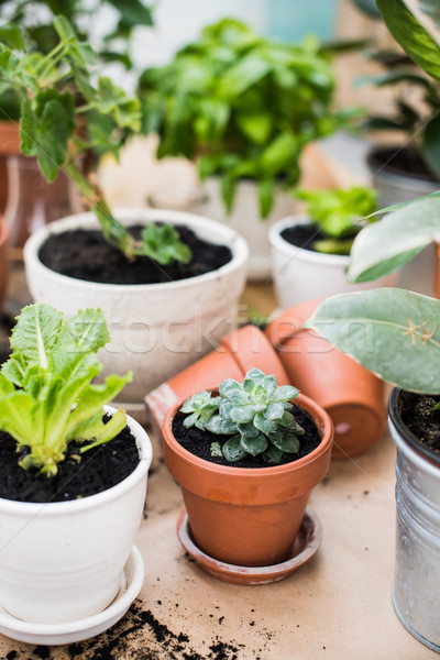 balcony garden  Stock photo © manera