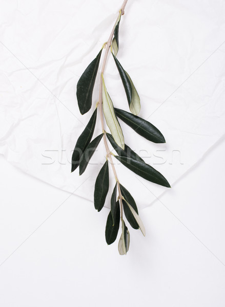 Olivenöl Niederlassungen weiß Hintergrund Blätter Anlage Stock foto © manera