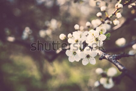 Abricot arbre fleurs branche floraison fleurs blanches [[stock_photo]] © manera