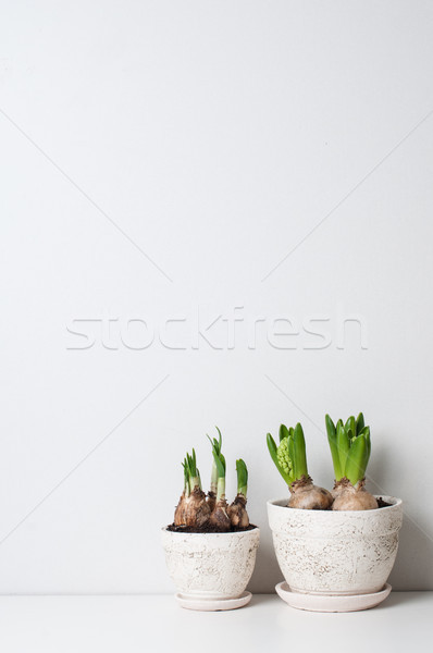 Hyacinth and narcissus sprouts Stock photo © manera