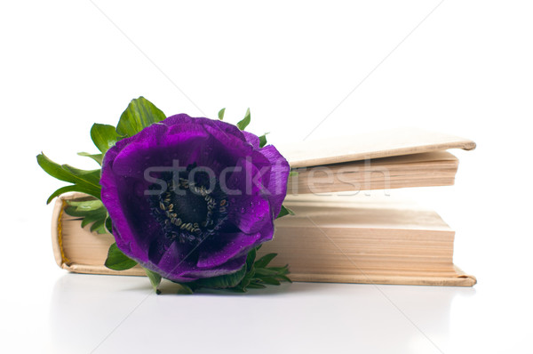 anemone flower in an old book Stock photo © manera