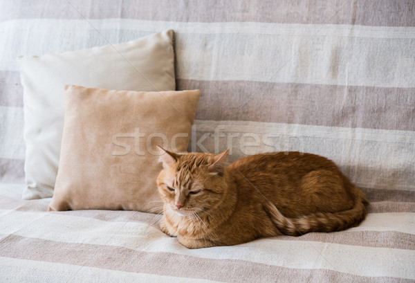 Сток-фото: ленивый · имбирь · кошки · диван · большой