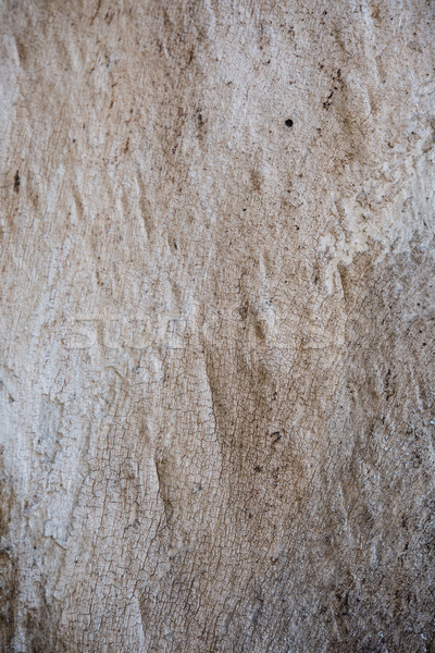 Boom schors scheuren textuur natuurlijke abstract Stockfoto © manera