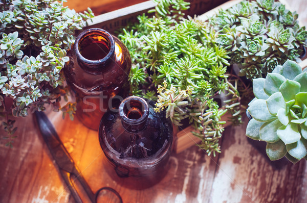 家 植物 ボトル 緑 古い 木製 ストックフォト © manera