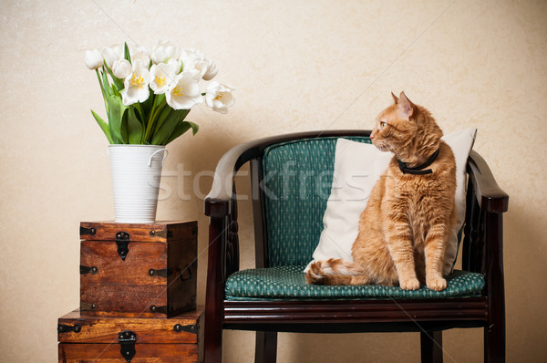 ストックフォト: ホーム · インテリア · 猫 · 座って · アームチェア · 壁