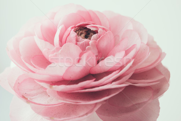 pastel pink buttercup Stock photo © manera