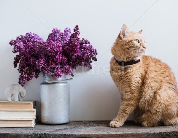 books and ginger cat  Stock photo © manera