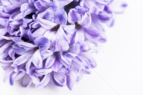 商业照片: 紫色 · 风信子 · 花卉 ·白· 孤立 ·宏