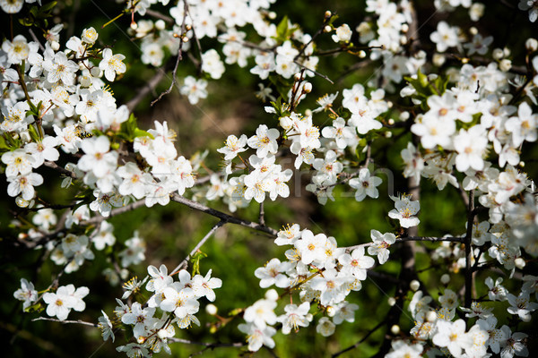 樹枝 支 果樹 白色的花朵 商業照片 © manera