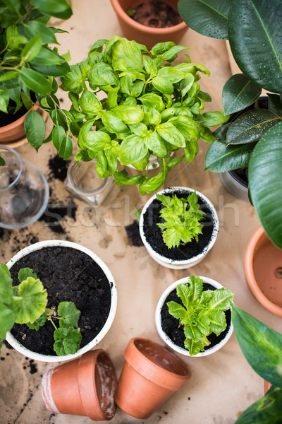 balcony garden  Stock photo © manera