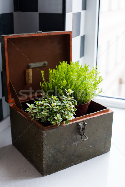 Home gardening Stock photo © manera