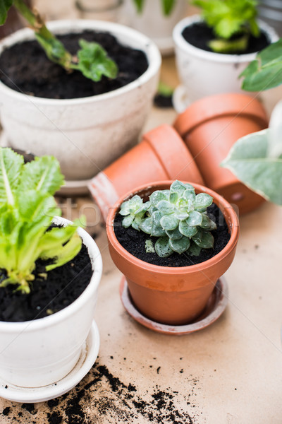 balcony garden  Stock photo © manera