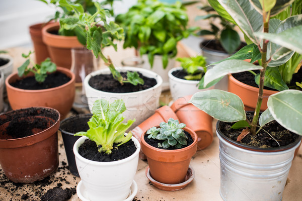 balcony garden  Stock photo © manera