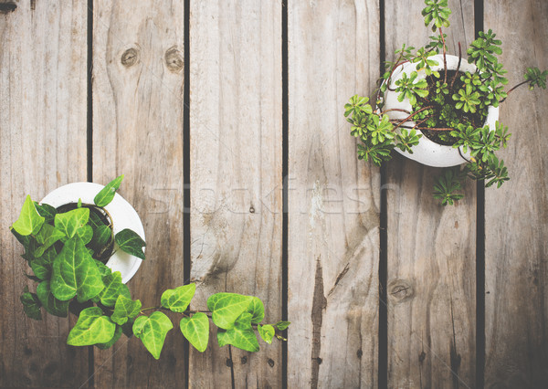 Natural green plants on an old vintage wooden board Stock photo © manera