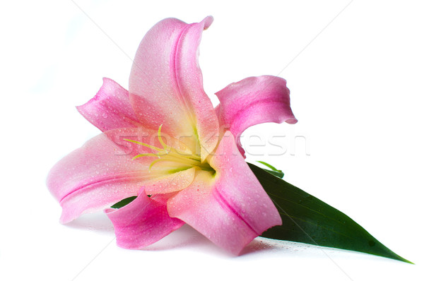 pink lily with water drops isolated Stock photo © manera