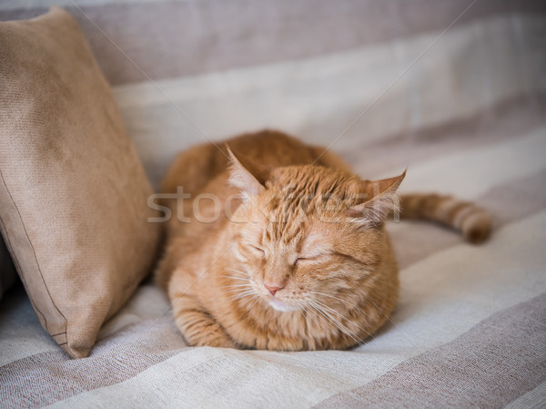 Faul Ingwer Katze Verlegung Sofa groß Stock foto © manera