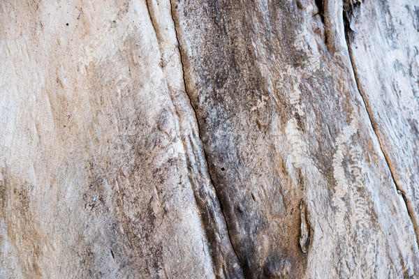 ツリー 樹皮 亀裂 テクスチャ 自然 抽象的な ストックフォト © manera