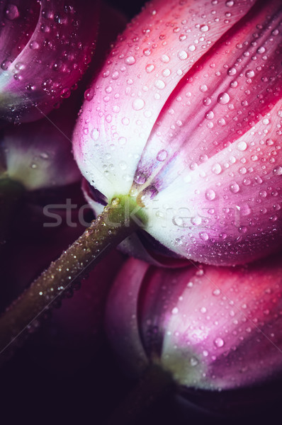 Foto stock: Tulipas · gotas · de · água · rosa · fresco · flores · molhado