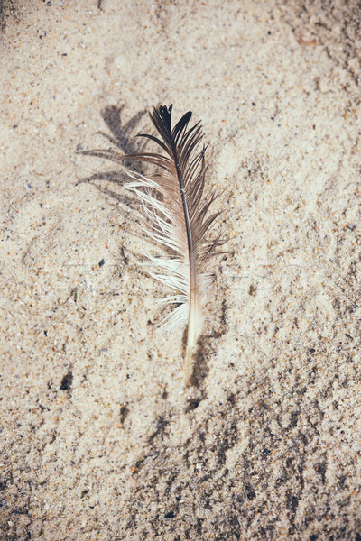Light bird feather  Stock photo © manera