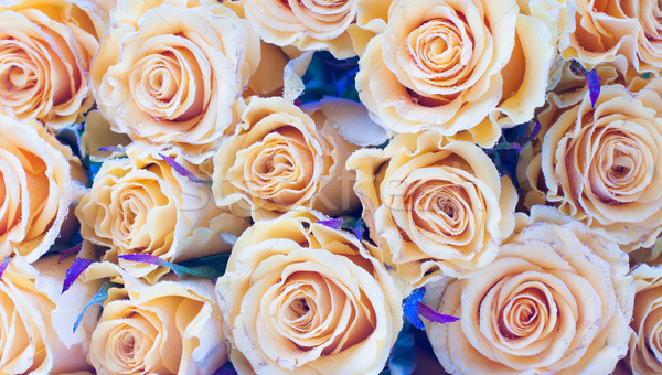 Bej trandafiri mare buchet model Imagine de stoc © manera