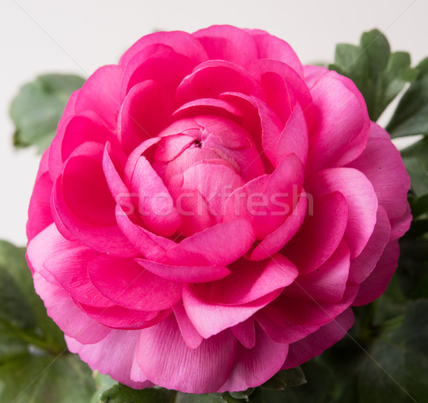 pink buttercup flower  Stock photo © manera