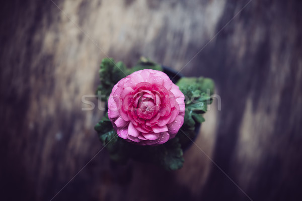 Stock photo: pink buttercup flower 