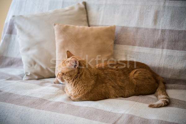 Faul Ingwer Katze Verlegung Sofa groß Stock foto © manera