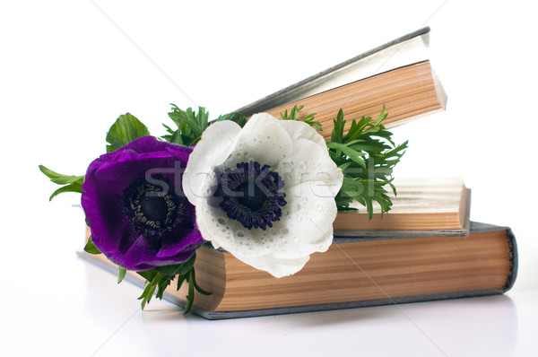 Dos flores libro viejo blanco fondo educación Foto stock © manera