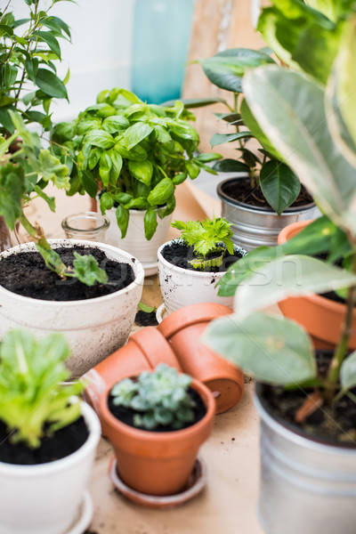 balcony garden  Stock photo © manera