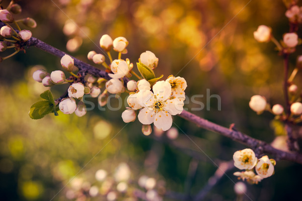 樹 花卉 支 白色的花朵 商業照片 © manera